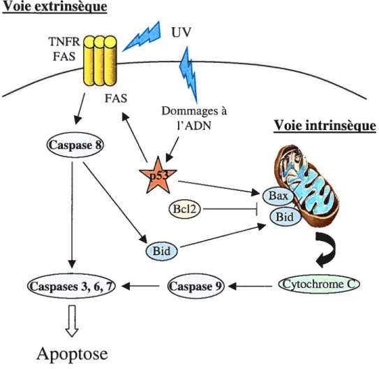 Figure 8. Rôle de p53 dans les voies de signalisation apoptotiques induites par les rayons UV.