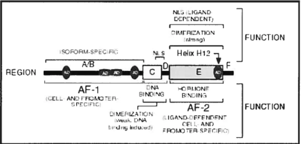 Figure 1-2: La structure modulaire des récepteurs nucléaires.