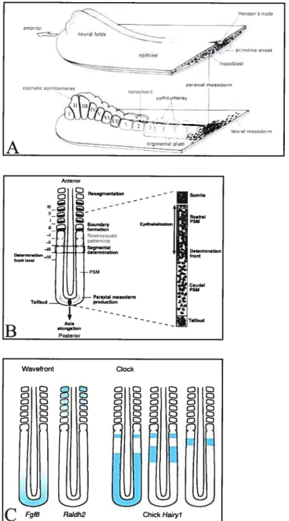 Figure J-3: La somitogenêse. A) La formation du mésoderme paraxial. [Tiré de Hogan et al., 1994]
