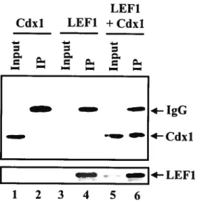 figure 2-3. Cdxl interacts with LEFI in vivo. Whole ceil lysates from Cos7 ceils transfected with Cdxl-Flag and/or Lefi-HA expression vectors were immunoprecipitated with anti-HA antibody and analyzed by western blot using an anti-Flag antibody (top panel)