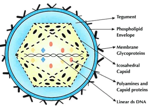 Figure 1. Schematic representation of Human Herpes virus-6 I —— ‘ ,‘ s — I W I — % O tc ccc< C ‘s % s ‘ s s S — s — h S — 4 ‘ _s F _s b• — _ I S Tegu ment Phosphol ipidEnvelopeMembrane GlycoproteinsIcosahedralCapsid Polyamines and Capsid proteins Unear ds DNA