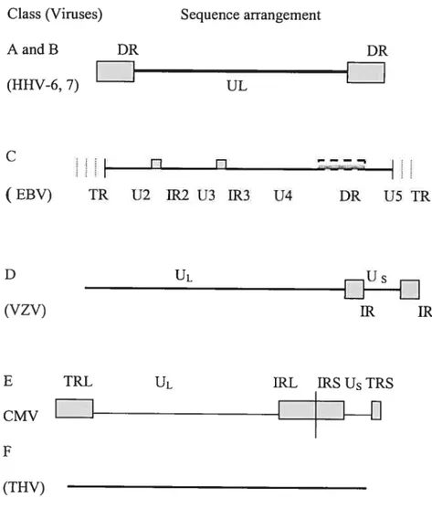 Figure 2. Genomic organization of Herpes viruses