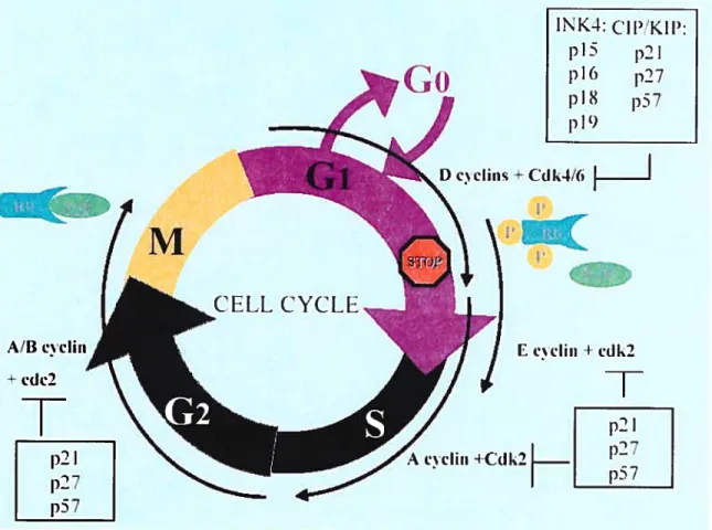 Figure 4. f2f and ceil cycle progression 1\K4: CiPK1P: PI5 I,fll tI6 p27 piS pSf C) M Ail cv cliii — cdc2 CELL CYCLE  -DccIiiis-t-Cdk4!6 IE ccIiii+ cdk2 I A cv cliii +Cdk2