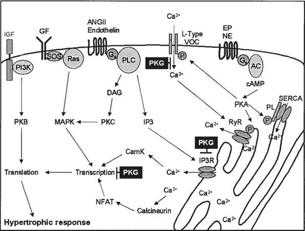 Figure 1.1 Mechanisms 0f cGMP-dependant protein kinase (PKG)action on Hypertrophic signalling