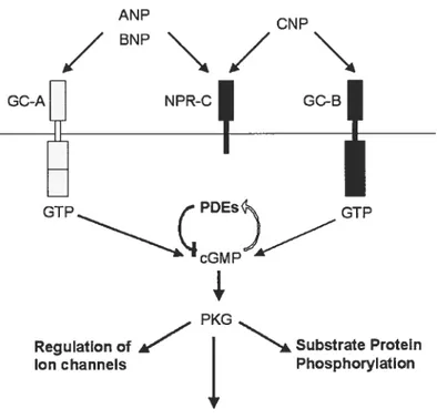 Figure 1.2 The Natriuretic Peptide Family Signalling Pathway.