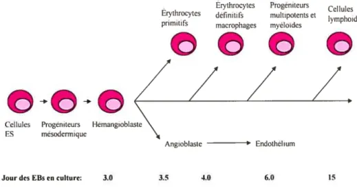 Figure 2: Développement hématopoïétique à partir de cellules ES