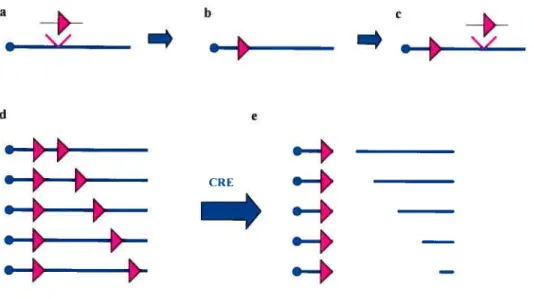 Figure 8: Délétions chevauchantes