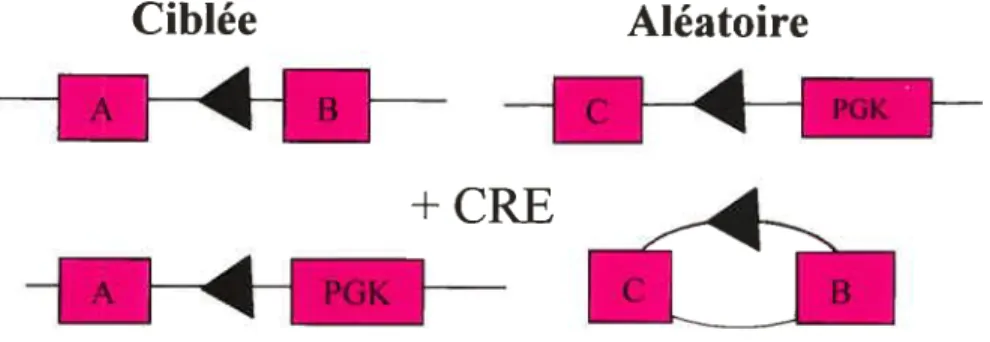 Figure 9: Activation d’un gène de sélection après recombinaison