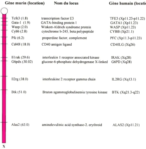 Figure 12: Gènes impliqués dans le système hématopoïétique présents sur le chr X