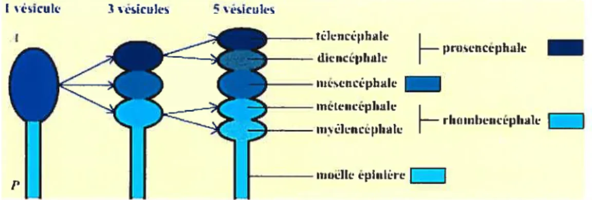 Figure 1.1. Représentation schématique de l’évolution des vésicules céphaliques au cours de l’ernbryogenèse