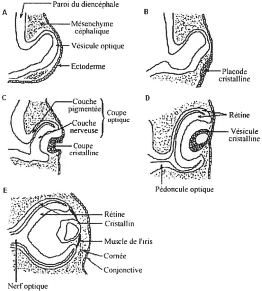 Figure 1.2. Formation de l’oeil. A) Formation, au niveau du diencéphale, des