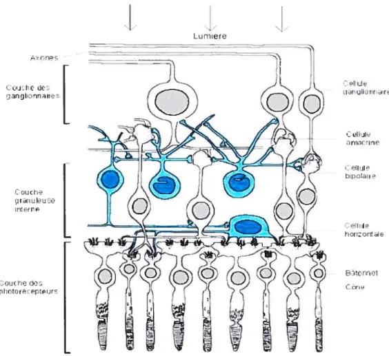 Figure 1.3. Structure de la rétine. La rétine est le lieu de traduction du message lumineux venant de l’extérieur en signaux nerveux envoyés au cerveau