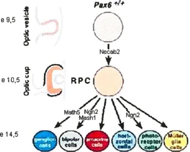 Figure 1.4. Gènes dont l’expression dépend de Pax6 au cours du développement de la rétine