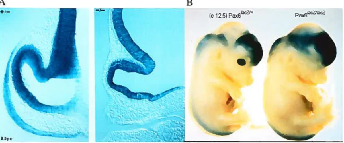 Figure 1.5. Expression de Pax6. Coloration X-gal sur embryons de souris Pax6’’
