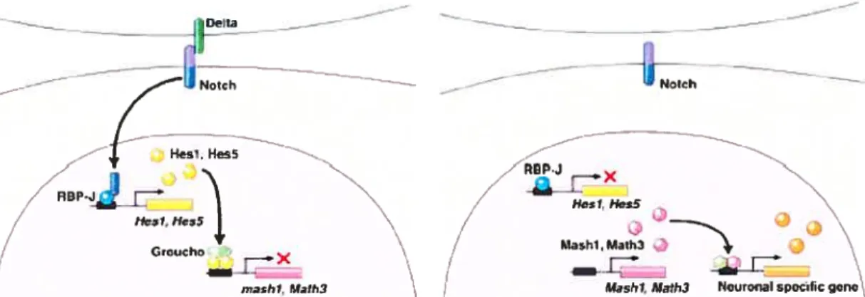 Figure 1.6. La voie Notch assure la répression de la différenciation. Lorsque Delta (le ligand) lie le récepteur Notch, le domaine intracellulaire de ce dernier est clivé et transloqué au noyau où il se complexe à une protéine de liaison à l’ADN pour indui