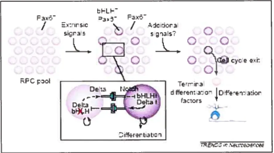 Figure 3.1. Coopération des bHLH pour la spécification des types cellulaires