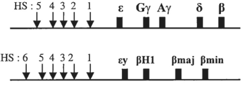 Fig. 2 Locus de la 3-globine: locus humain (haut) et locus murin (bas)