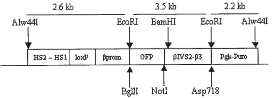 Figure 5: Schéma de la construction HS12GFP
