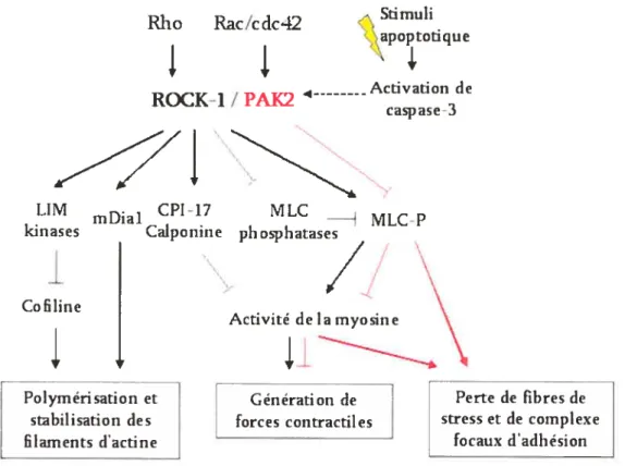 Figure 3: Les voies de signalisation des protéines kinases ROCK-1 (en noir) et PAK2 (en rouge)