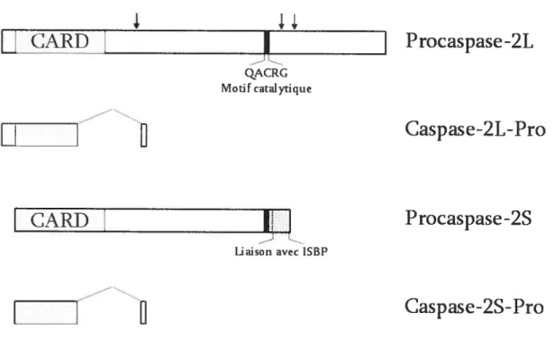 Figure 4: La structure schématisée des quatre différentes isoformes de la caspase 2. Les flèches indiquent les sites de clivage qui mèneront à la formation de la caspase-2L active