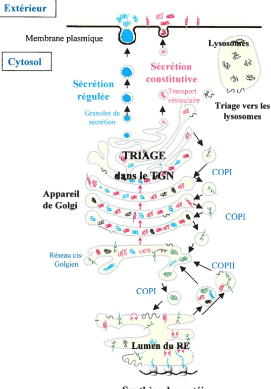 Figure 4. Parcours de protéines à travers la voie de sécrétion