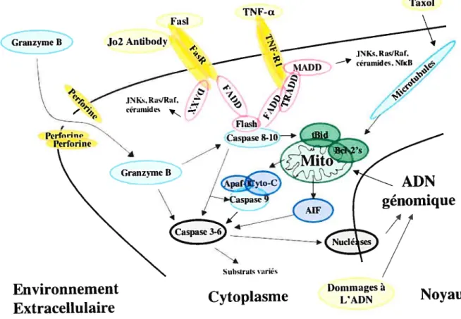 figure 1: Signalisation apoptotique