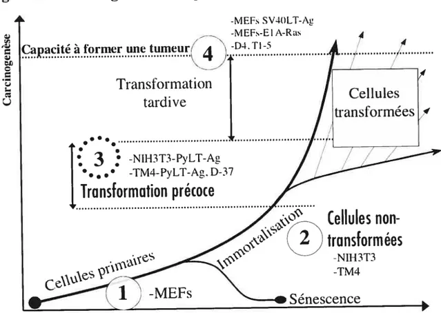 Figure 3: Carcinogenèse multiples étapes hi Vitro