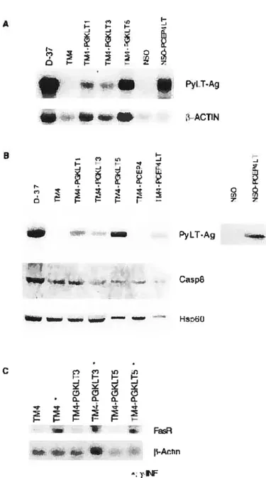 Figure 1 A - F n F Fo I J o u. Ô F F F  -e • PyIT-Ag • e — e 3 B F — n ‘t. j J F - —t ‘