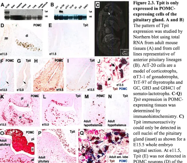 Figure 2.3. Tpit is only expressed in POMC expressing celis of the pituitary gland. A and B) The pattern of Tpit
