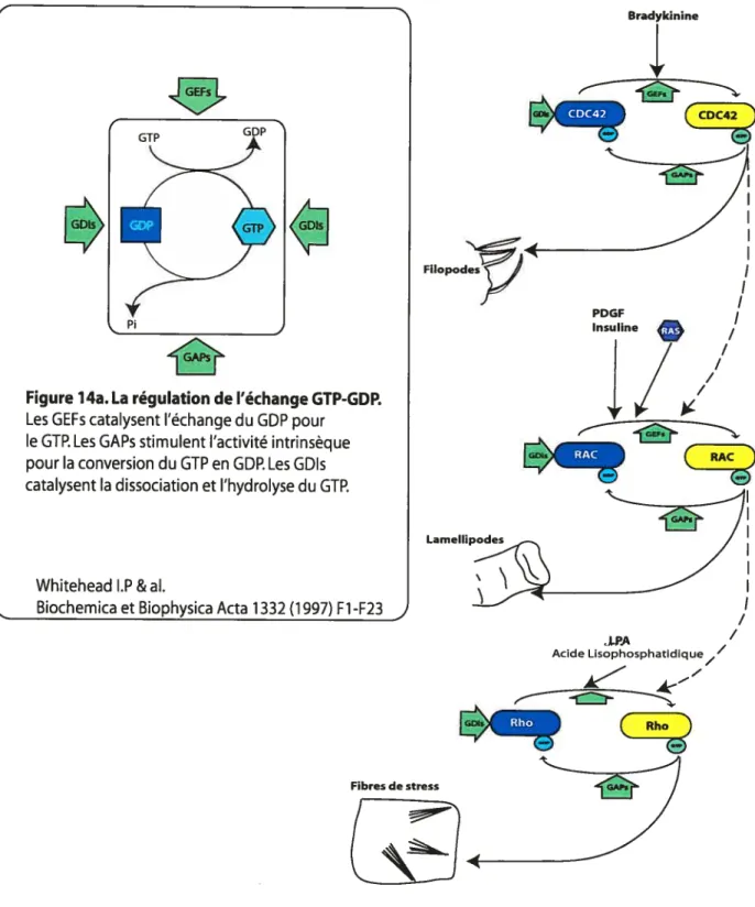 Figure J 4b. La cascade des GTPases impliquées dans l’organisation du cytosquelette dans les fibroblastes