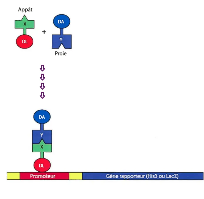 Figure 78. Représentation schématique du système du double hybride chez la levure (système MATCHMAKER GAL4 DE cL0NTEcH)