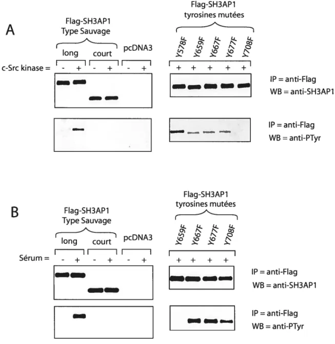 Figure 21. Étude des sites de phosphorylation sur les tyrosines de SH3APJ.