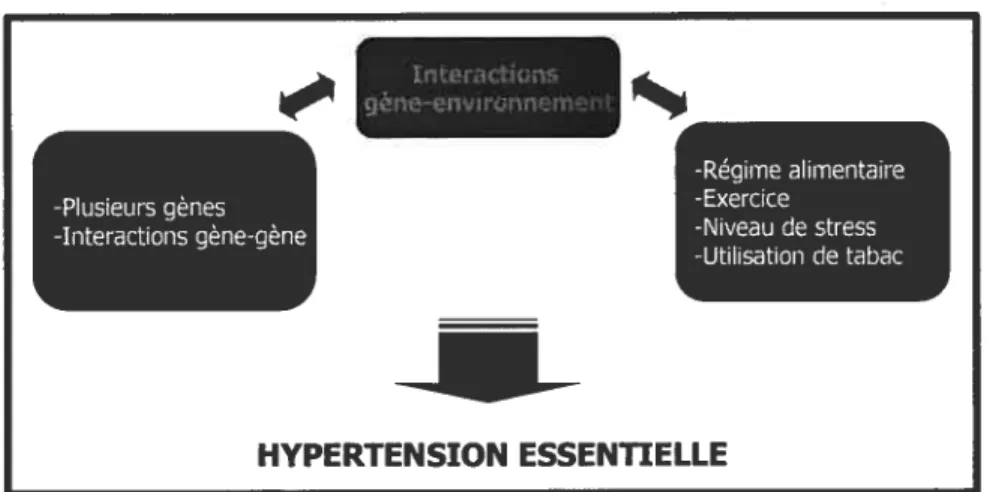 Figure 2- Schéma représentant l’interaction des facteurs influençant l’hypertension essentielle-usIeu gèn-Interactions gène-gène -Régime alimentaire-Exercice-Niveau destress-Utilisationde tabacHYPERTENSION ESSENTIELLE
