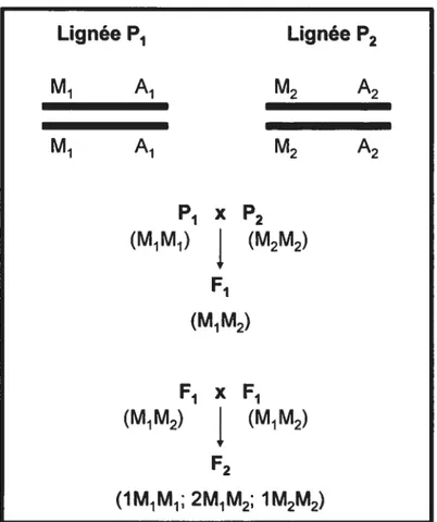 Figure 3- Schéma basé sur une représentation de l’article de Rapp.(24). Ce schéma montre la coségrégation lors d’une étude de liaisons génétiques.