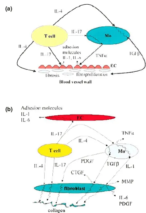 Figure 1. Relation entre les cellules impliquées dans la de la SSc