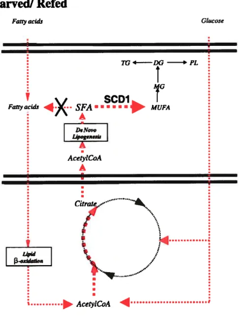 Figure 2. Modèle illustrant les mécanismes impliqués dans la régulation de la SCD 1 dans le muscle pouvant contribuer à la suppression de la thermogenèse