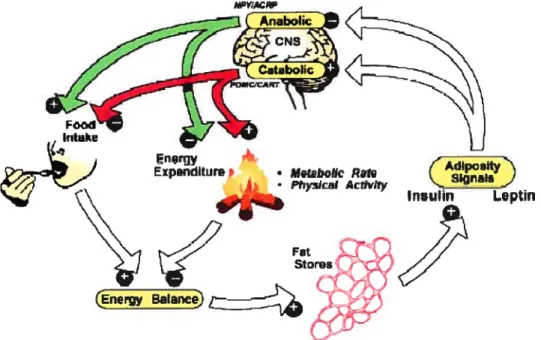 Figure 5. Boucle de régulation de la masse adipeuse par rétroaction. La leptine et