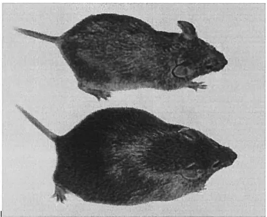 Figure 6. Image de souris ob/ob (bas) et de souris ob/ob SCD-1 -I- (haut). (image tirée du site-web de l’Université Rockefeller, NY, NY).