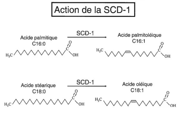 Figure 7. Schéma illustrant l’action de la stearoyl-CoA désaturase-1.
