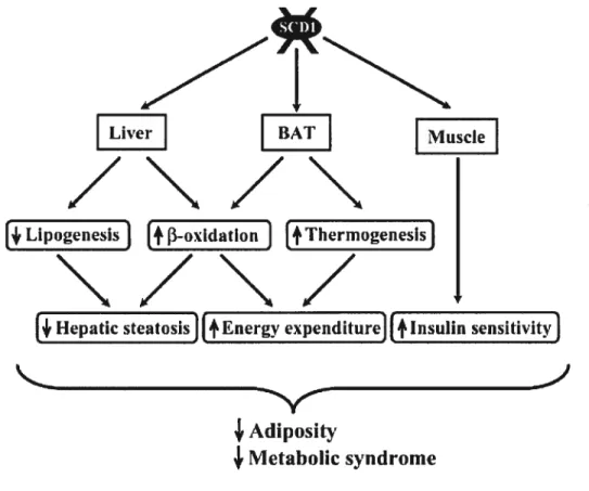 Figure 8. Les effets métaboliques de la déficience de la stearoyl-CoA desaturase-1