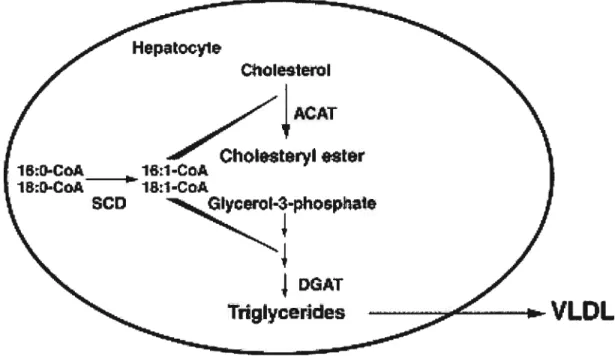 Figure 10. Rôle de la SCD dans la synthèse et la sécrétion des triglycérides, des cholestérol-esters et des VLDL