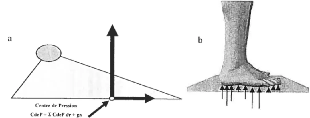 figure 5: Le CdeP en position debout (a’). Le CdeP net équivaut à la somme des CdeP