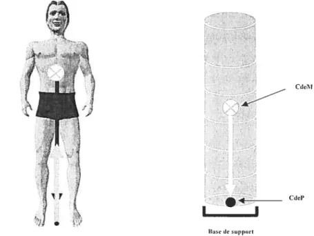figure 6 : État d’équilibre parfait en position statique et érigée.