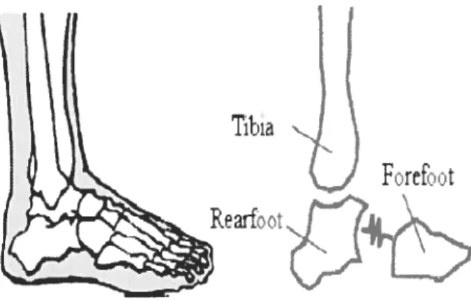 Figure 3.2. Firstly, the rearfoot motion was expressed relative to the tibia to represent