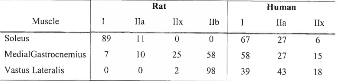Table 1-1: Comparison ofMNC isoforms in selected muscles of the rat and human