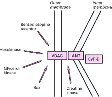 Figure 1: Most popular and documented hypothesis regarding the pore composition. Taken from Crompton, M 1999