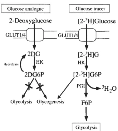 Figure 9: [3HJ-DOG-6P degradation through non-specific dephosphorylation occurs slowly compared to its uptake, [3Hj-DOG-6P can accumulate in significant amounts in the cytosol.