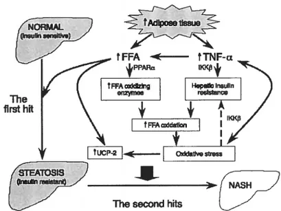 Figure 2. Illustration du iwo-hit mode! de Day dans la pathogenèse de la NASH. La stéatose reliée à l’obésité