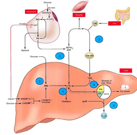 Figure 5. Voies d’accumulation et d’élimination des lipides par le foie. 1) Une augmentation des AGL circulants provenant de la lipolyse adipocytaire et du spillover de l’action de la LPL musculaire sur les chylomicrons de provenance intestinale a pour eff