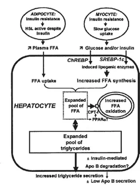 Figure 6. Rôle potentiel de l’insulino-résistance périphérique dans la pathogenèse de la S1-INA